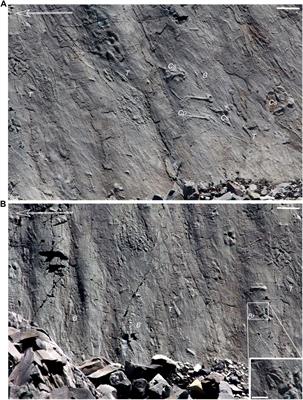 Rheotropic Epifaunal Growth, Not Felling by Density Currents, Is Responsible for Many Ediacaran Fossil Orientations at Mistaken Point